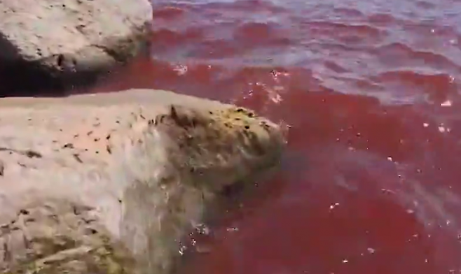 イスラエル北部のガリラヤ湖は最近赤くなり、地元住民と観光客の間で恐怖が広がっています。イスラエルの自然と公園管理オフィス