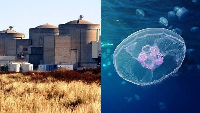 그라블린 원자력 발전소와 해파리 모습. AFP 연합뉴스 자료사진