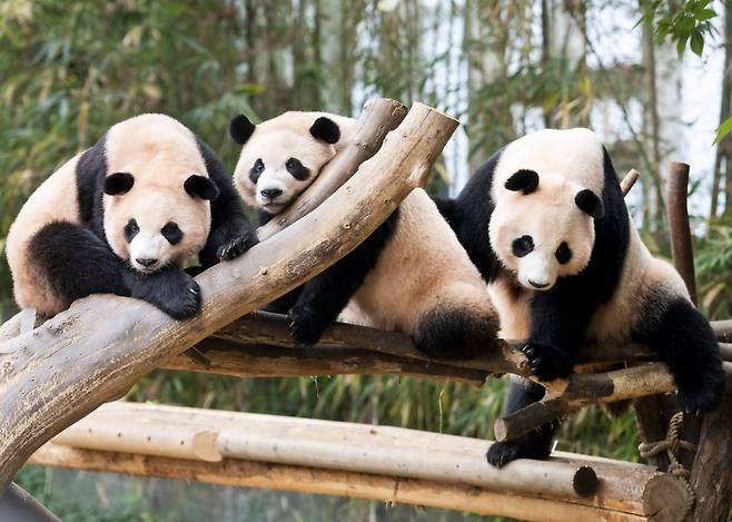 루이바오(좌), 후이바오(가운데), 아이바오(우)