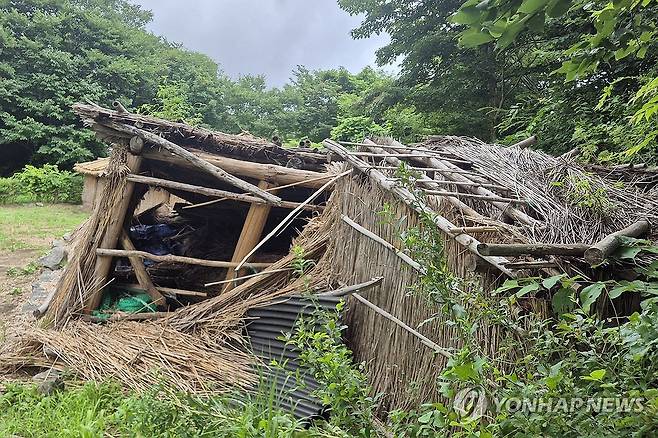 파손된 울릉 투막집 (울릉=연합뉴스) 손대성 기자 = 경북 울릉군 북면 나리에 있는 전통가옥이자 문화유산으로도 지정된 억새 투막집이 지난 겨울 폭설로 대거 파손된 채 제때 보수가 이뤄지지 않고 있다. 2025.8.12 sds123@yna.co.kr