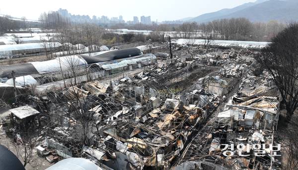 사진은 과천시 꿀벌마을 주거용 비닐하우스 단지가 화재로 인해 잿더미로 변한 모습. /경인일보DB