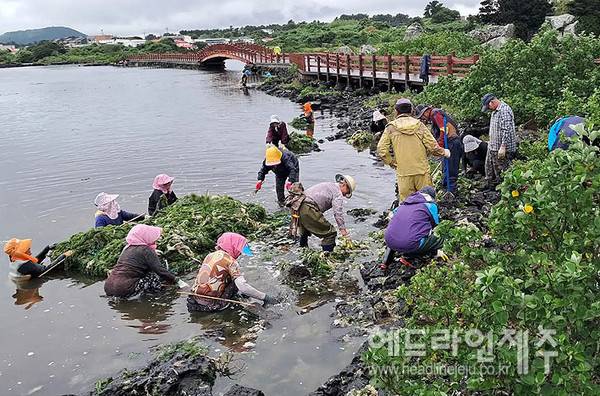서귀포시 성산읍 오조리 주민들이 생태계서비스지불제 사업의 일환으로 연안습지 환경정비 사업을 진행하고 있다. 사진=오조리