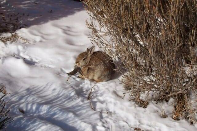 ‘쇼프 파필로마 바이러스(SPV)’에 감염된 토끼가 미국 콜로라도주에 등장했다. (사진=© Clinton Forry via Flickr, CC-by-2.0)