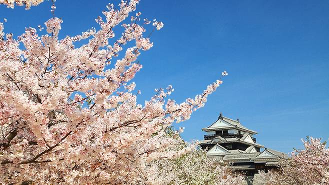 마쓰야마 성 봄 풍경  / 사진=라쿠텐 트래블