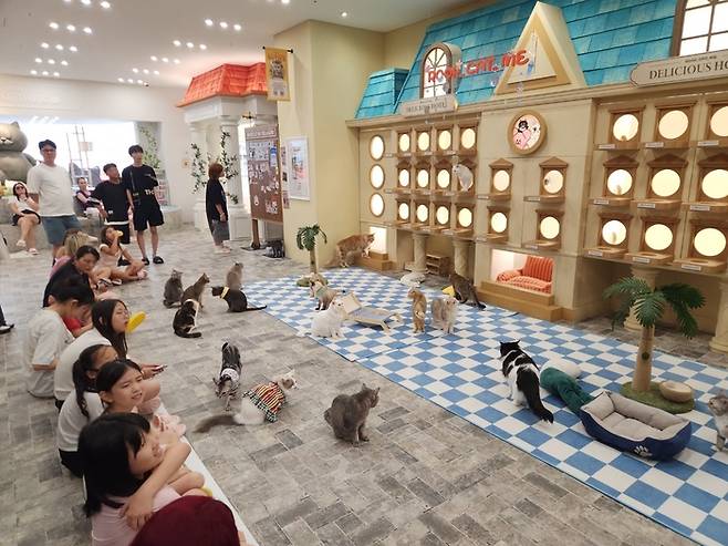 ‘루프캣미’ 명동점을 찾은 고객들이 동물들과 즐거운 시간을 보내고 있다. 이한나 선임기자