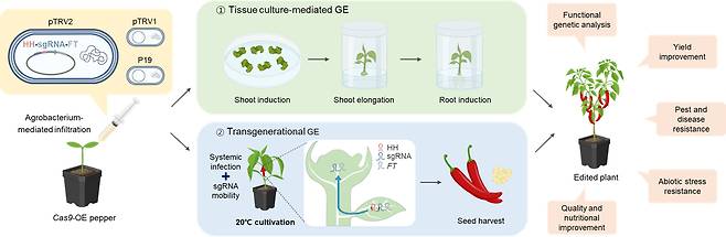 TRV를 이용한 고추 유전자 교정 모식도/사진제공=파미레세