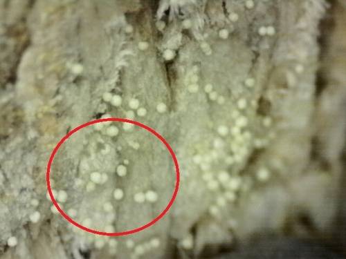 현미경으로 관측한 혹파리 먹이인 곰팡이 [연합뉴스]