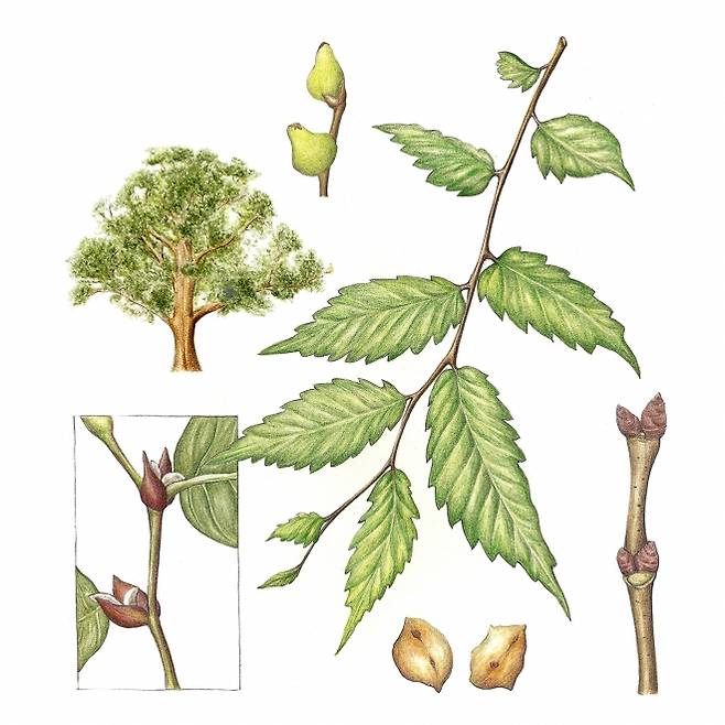 느티나무는 수관이 크고 사방으로 고루 퍼져 특별히 크고 짙은 그늘을 만든다.