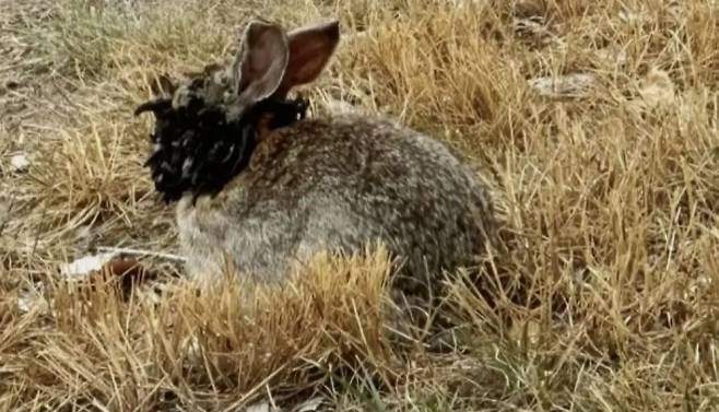 ‘쇼프 유두종 바이러스’에 감염돼 머리에 뿔 모양 혹이 자란 토끼. 9뉴스 캡처