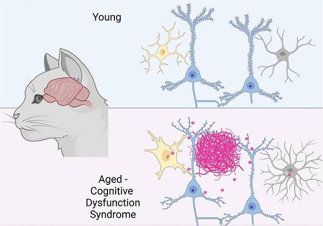 고령·치매 고양이 뇌에 아밀로이드 베타 축적 확인 노화 고양이 뇌와 고양이 치매로 불리는 인지기능장애증후군(CDS)이 있는 고양이 뇌에서 아밀로이드 베타(Aβ)가 축적되고 플라크를 형성해 신경세포에 독성을 나타내는 현상이 확인됐다. 이는아밀로이드 베타가 인간 알츠하이머병에서와 같이 고양이 치매 발병 과정에 핵심 역할을 한다는 것을 시사한다. [European Journal of Neuroscience, Robert I. McGeachan et al. 제공. 재판매 및 DB 금지]