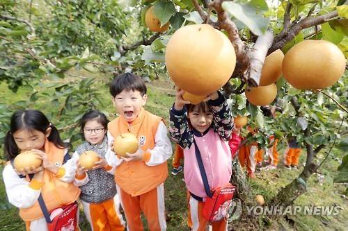 '우리가 직접 가꾼 황실배예요' [연합뉴스 자료사진]