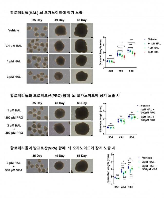 할로페리돌 투여 시점 및 용량에 따른 독성 변화 그래프. 할돌 농도와 시간 격차가 커질수록 뇌 오가노이드 성장 속도가 유의미하게 떨어지는 양상(맨 위 그림 오른쪽 뇌크기와 아래 그림 2개의 오른쪽 뇌크기가 다름)을 연구진이 확인했다.(그림=KIT)