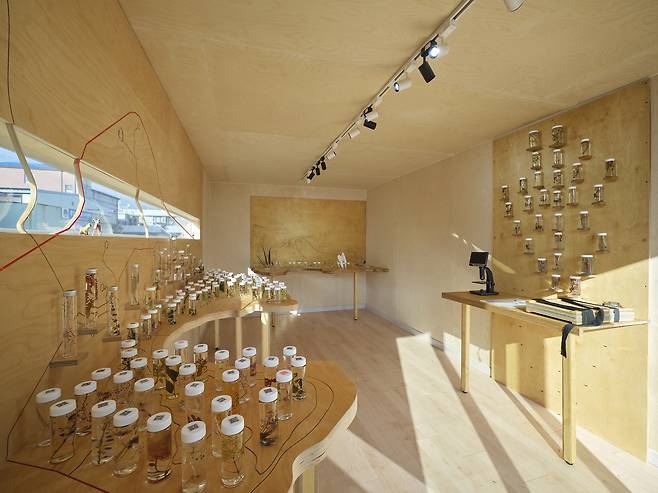 "A Flower on a (Sorrowfully) Fertile Land" by Park Jun-sik (Courtesy of the artist)