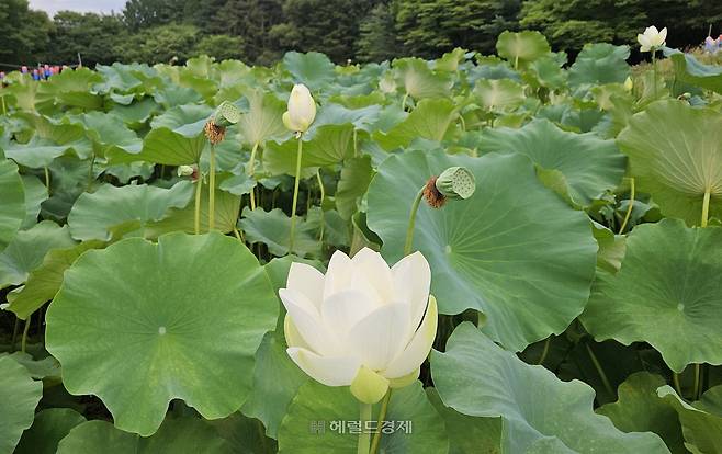봉선사 연꽃 단지