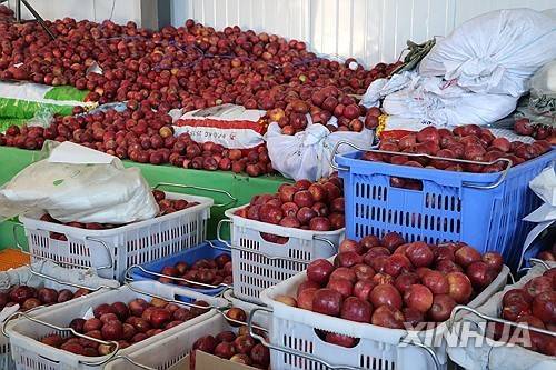 중국산 사과 [신화통신=연합뉴스 자료사진 제공]