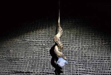 ‘범무늬뾰족민달팽이’의 모습. 한 시민이 네이처링에 기록한 사진 덕에 국내에서 처음으로 그 존재가 확인됐다.(사진 네이처링 회원 KYJ 제공)