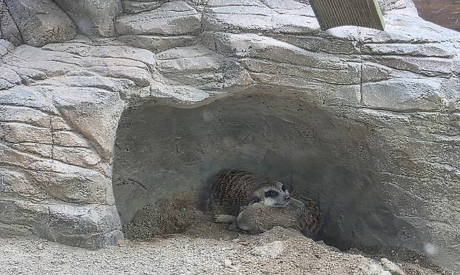 지난 6일 울산 남구 울산대공원 동물원에 살고 있는 사막여우(위 사진)와 미어캣이 더위에 지쳐 그늘에서 쉬고 있다.