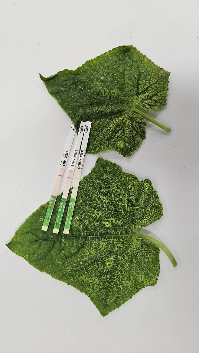 병해충을 예방할 오이녹반모자이크바이러스 진단 키드ⓒ상주시