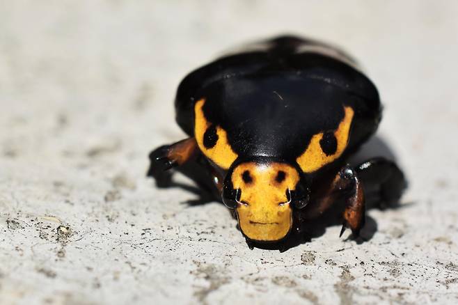 색채 전략 부문 1위, '눈에는 눈', Abhijeet Bayani/2025 BMC journals image competition.