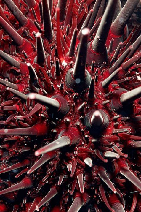 미래도시의 첨탑? 뾰족하게 솟은 성게의 가시들. Sayaka Ichinoseki | Numazu, Japan