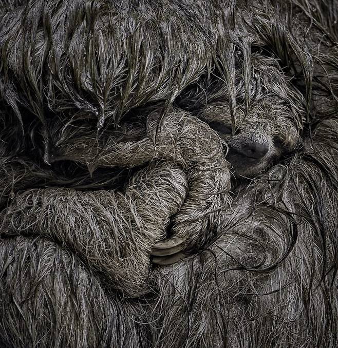 엄마 품이 좋아. 어미 품에서 비를 피하고 있는 나무늘보 새끼. Dvir Barkay | Big picture