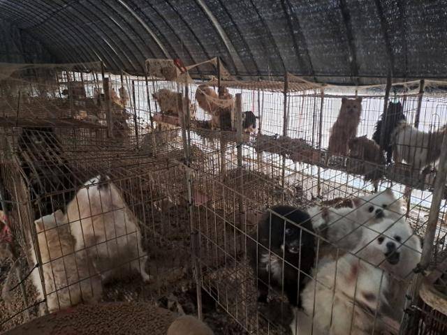 지난해 2월 충남 보령시의 한 야산에서 발견된 불법 강아지 공장의 모습. 동물자유연대 제공
