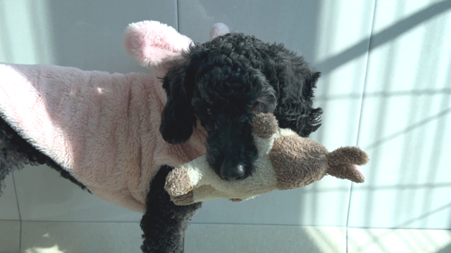 리오는 자기 공간에 있을 때면 늘 사람과 장난감 놀이 하기를 기다리고 있다. 동그람이 정진욱