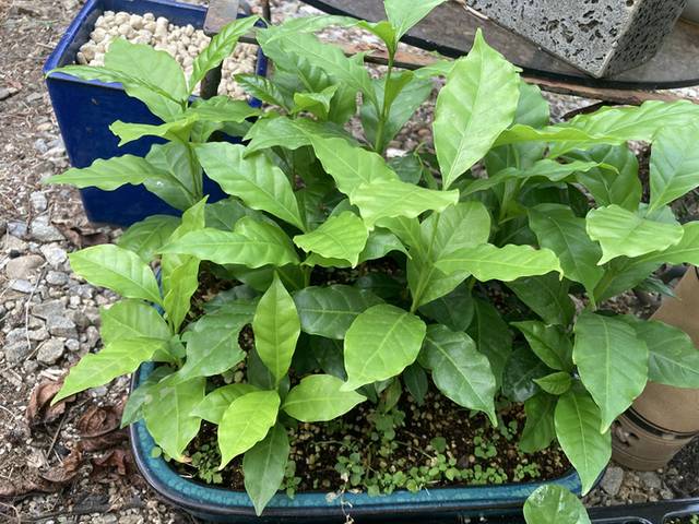 ▲ 커피나무 묘목