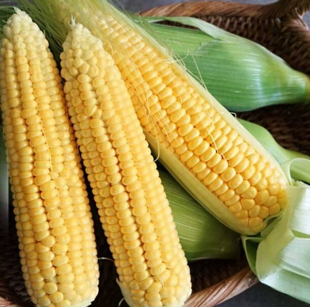 눈 건강에 중요한 ‘카로티노이드’ 함량이 가장 높은 곡류는 옥수수라는 연구결과가 나왔다. 농촌진흥청
