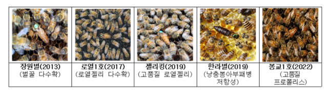 농촌진흥청 국립농업과학원이 개발한 꿀벌 우수품종. 농촌진흥청