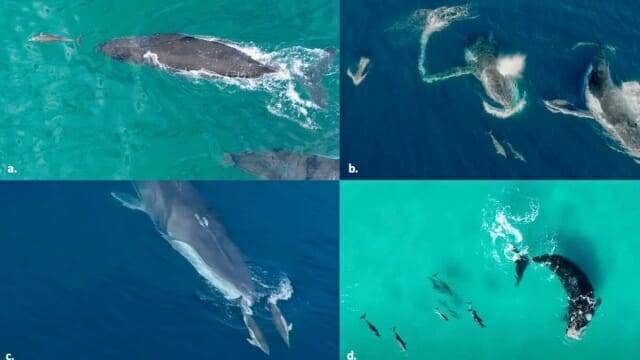 전 세계의 돌고래와 고래가 서로 즐거운 놀이를 하는 모습이 담긴 희귀한 사진들이 공개됐다. (사진=호주 그리피스 대학 울라프 마이네케, 올리비아 크롤리)