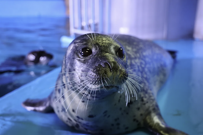 Larga seal at Sea Life Coex Aquarium in Gangnam, Seoul (Sea Life Coex Aquarium)