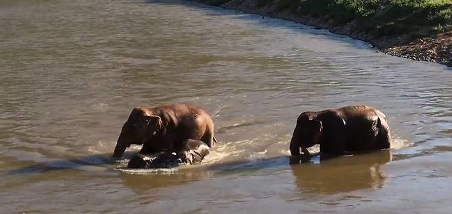 물에서 놀고 있는 코끼리 가족.[WWF 제공]