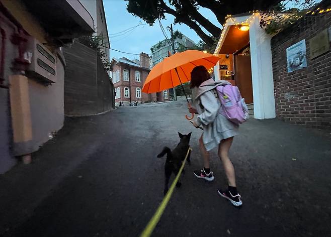 루시와 함께한 비오는 날 하교길(인스타그램 chewwwy.lucy 제공) ⓒ 뉴스1