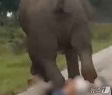 인도 카르나타카주의 야생 보호구역에서 17일(현지시간) 관광객이 코끼리에 밟히는 사고가 발생했다. (출처=소셜미디어 엑스) 2025.8.17./뉴스1