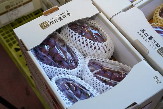 경상북도농업기술원이 개발한 신품종 포도인 레드클라렛. 사진 경상북도농업기술원