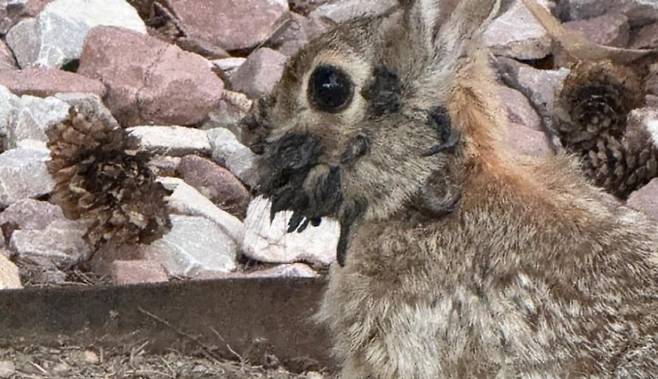 미국 콜로라도주에서 얼굴에 검은 돌기가 자라는 토끼가 연이어 발견됐다. /사진=9newsdenver 공식 인스타그램