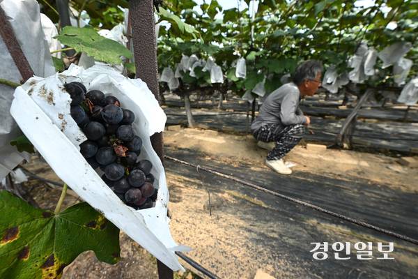 18일 오후 안산시 단원구 대부북동의 한 포도농가에서 농부가 포도의 상태를 살펴보고 있다. 2025.8.18 /최은성기자 ces7198@kyeongin.com