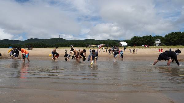 주섬주섬 음악회 '맨손대하잡이'에 참가자들이 새우를 잡고 있다. 2025.8.16 [경인방송DB]