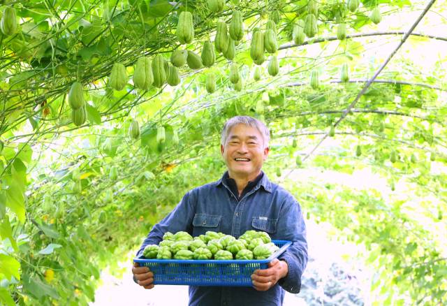 18일 경남 함양군 백전면 백두대간 농장에서 박상대 씨가 열대작물인 차요테를 첫 수확 하고 있다. 박과의 여러해살이 식물인 차요테는 열매 모양이 부처님 손을 닮았다고 해 ‘불수과’라고도 불린다. 비타민C와 엽산과 마그네슘 등 미네랄이 풍부해 당뇨와 고혈압, 변비 등에 효능이 있는 것으로 알려져 있다. 함양군 제공