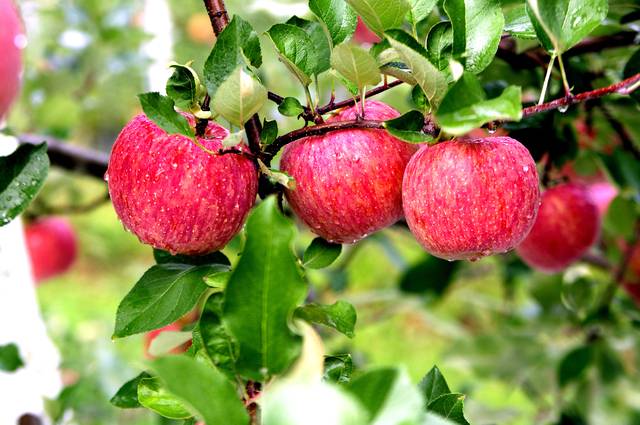 전국 여행자들이 1위로 꼽은 농산물인 명품 청송사과. 청송군 제공