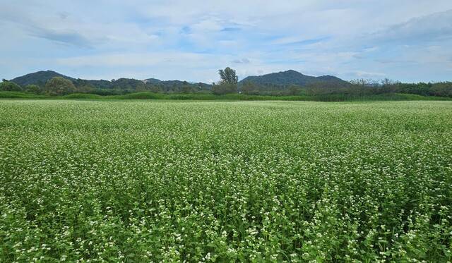 구미시 낙동강 체육공원 하천부지 1만5천여㎡ 부지에 메밀꽃이 피기 시작했다. 구미시는 내달 순백의 메밀꽃이 절정을 맞을 것으로 기대하고 있다. 구미시 제공