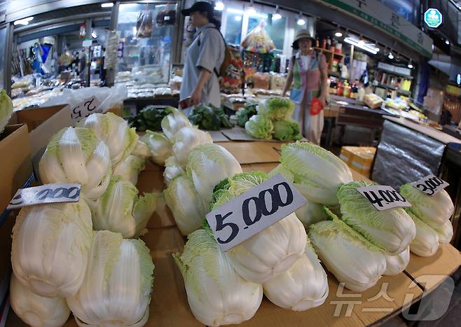 서울 동대문구 경동시장의 한 채소 매대에 배추가 크기별로 분류되어 있다. ⓒ News1 박정호 기자