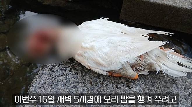 (유튜브 채널 '오리 엄마' 갈무리)