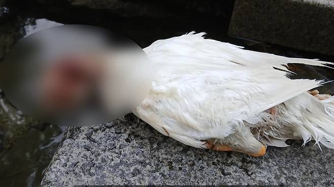 유튜브 채널 '오리 엄마'