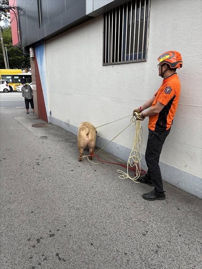 트럭서 탈출한 돼지 포획 / 사진=광주 북부소방서