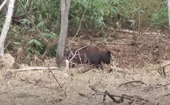 일본 홋카이도 지역에 자주 출몰하는 불곰./사진=HTB홋카이도뉴스