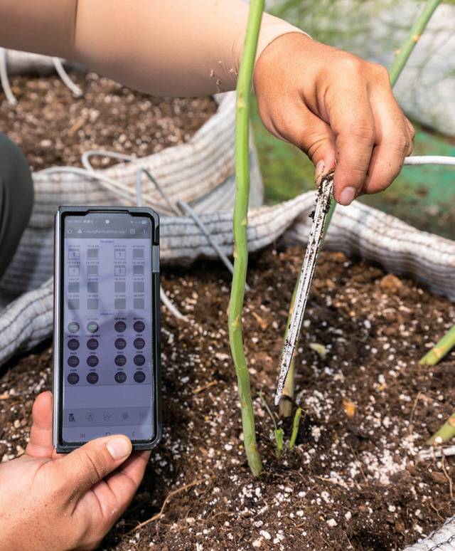 아스파라거스 스마트팜에서 자동 제어장치를 통해 관수한다.
