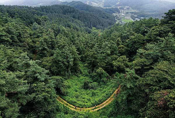 낙엽송의 미소. 멀리 무왕리 마을이 보인다. 마을의 소년들이 60년 전 벌거숭이 뒷동산에 심었던 낙엽송이 100대 명품숲이 됐다.