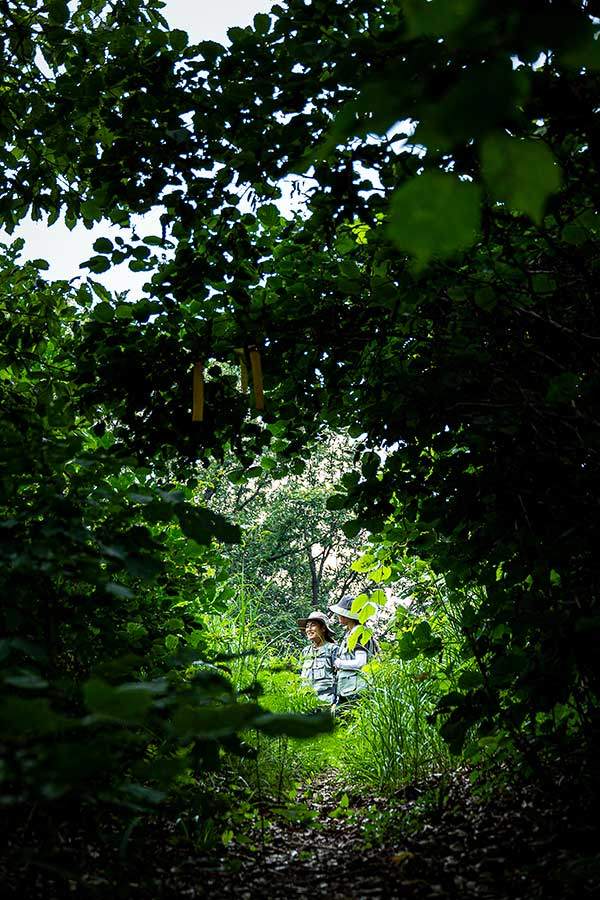 고래산 정상부는 낙엽송이 없다. 대신 짙은 숲그늘이 드리워져 있다.